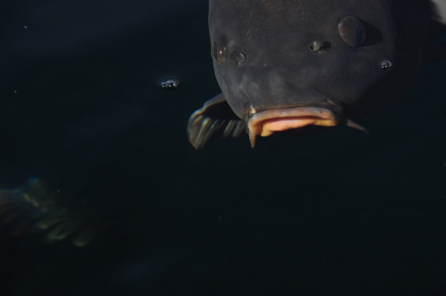 fish, lake mead marina